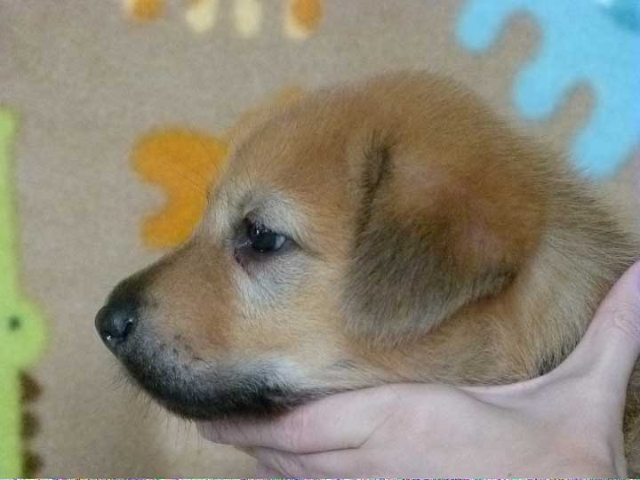 chinook puppy